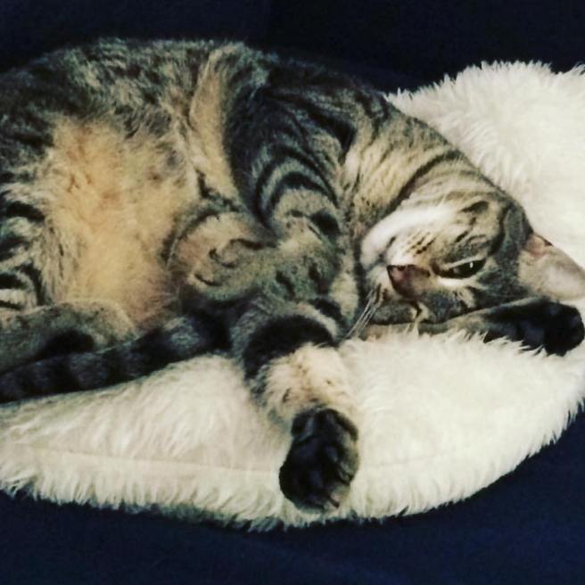 13710729_10154377577897884_3119512800336603967_o